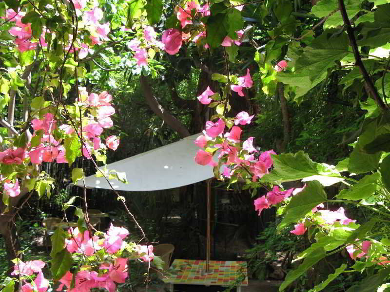 Hotel Le Windsor, Jungle Art